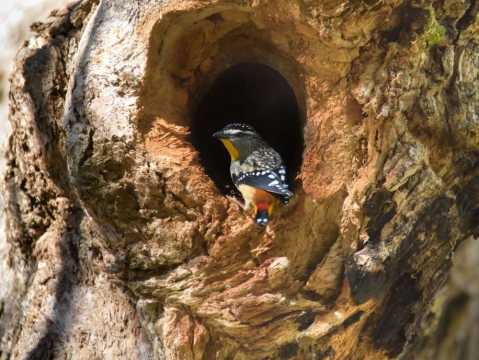 Pardalote (sourced from Matt Stephens)