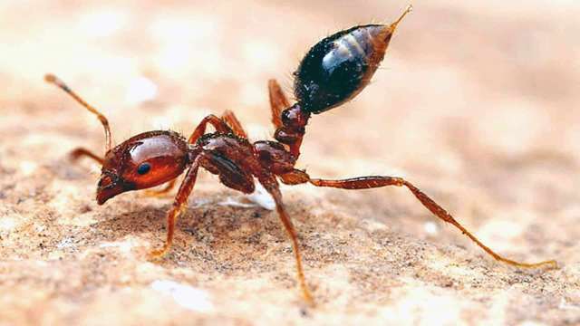 Fire Ant Emergency Order: Our role and responsibilities news post thumbnail