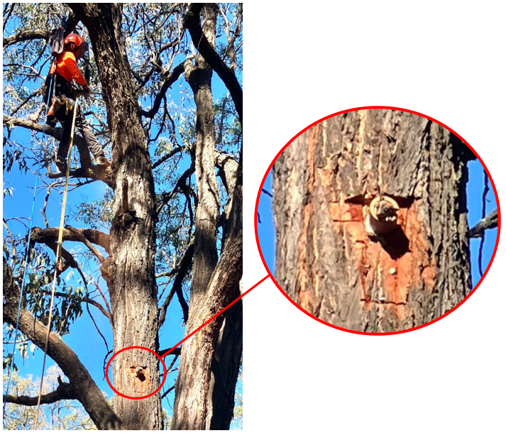 Creating Homes for Singleton’s Wildlife news post thumbnail