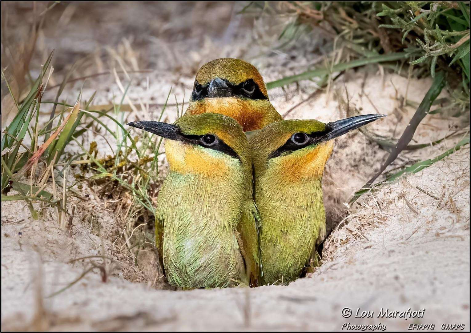 Rainbow Bee-eaters start new family on the M1 extension project news post thumbnail