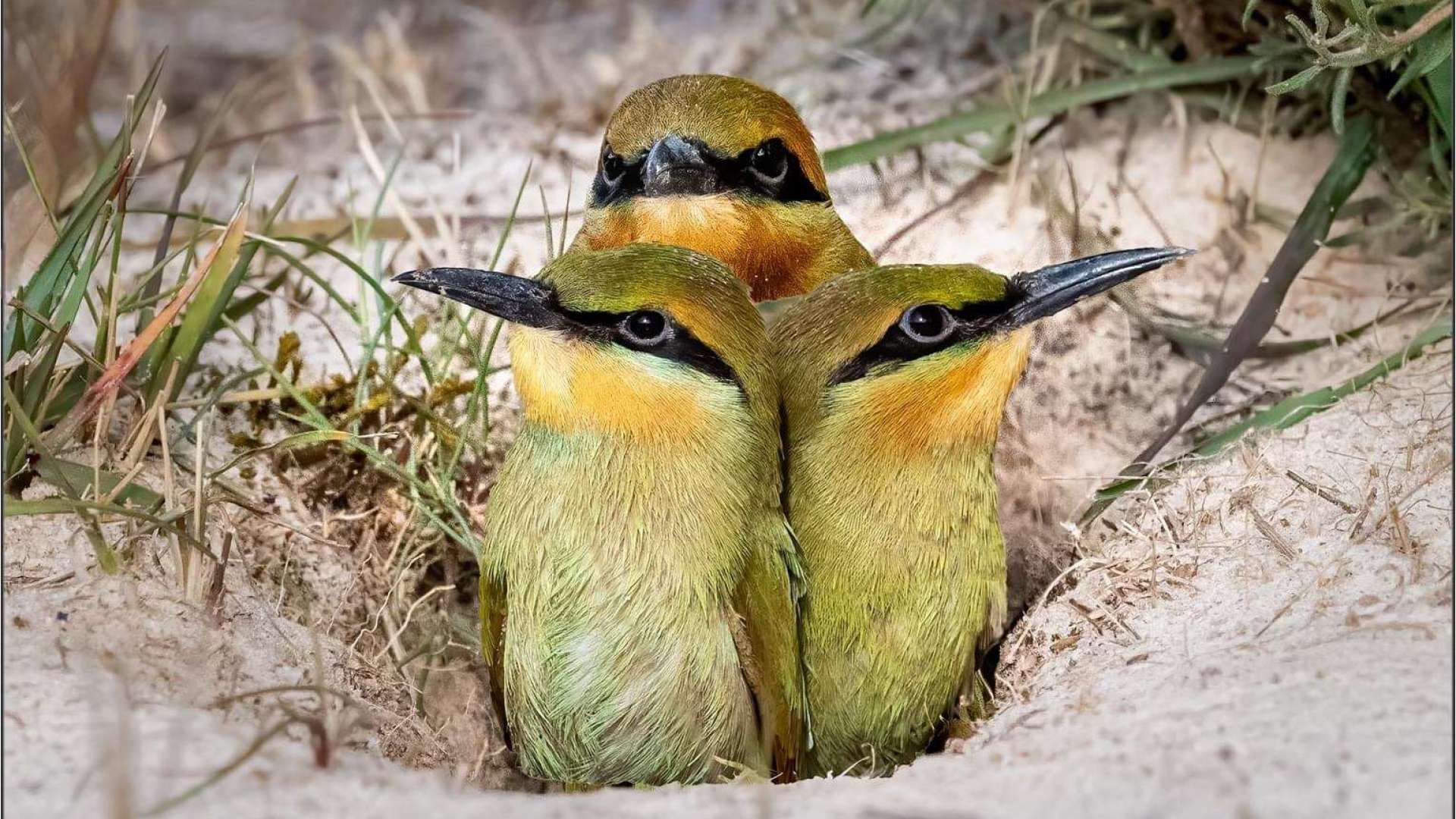 Rainbow Bee-eaters start new family on the M1 extension project news post thumbnail