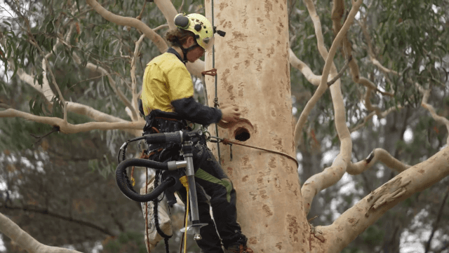 Video: Jervis Bay Road intersection Habitat Hollows