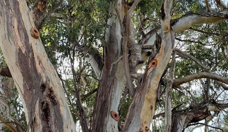 Installing 'carved hollows' to conserve habitat for native species news post thumbnail