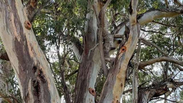 Installing 'carved hollows' to conserve habitat for native species news post thumbnail