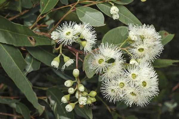 M1 extension team gather hundreds of gum nuts from protected red gum tree species to help conservation efforts&nbsp; news post thumbnail