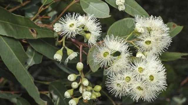 M1 extension team gather hundreds of gum nuts from protected red gum tree species to help conservation efforts  news post thumbnail