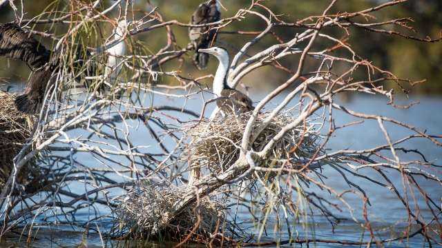 MCMA Herons on Hattah Lakes