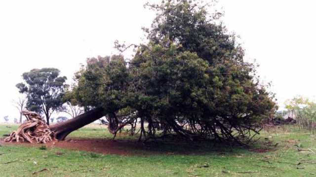 NativeTree