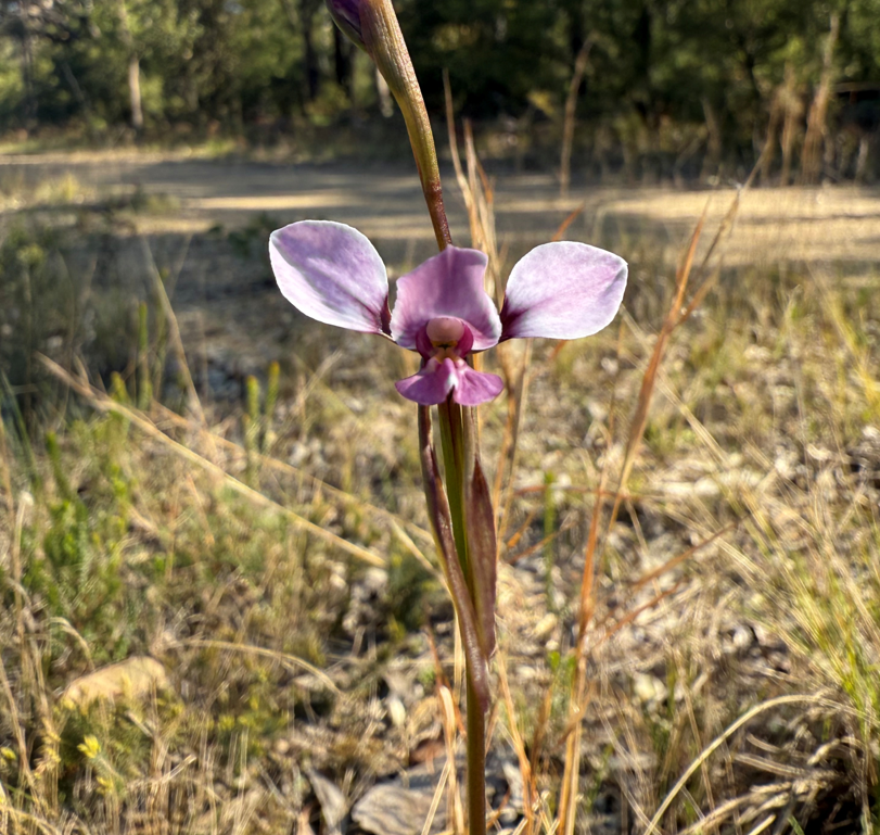 Rare, endangered orchids in bloom in Heatherbrae news post thumbnail