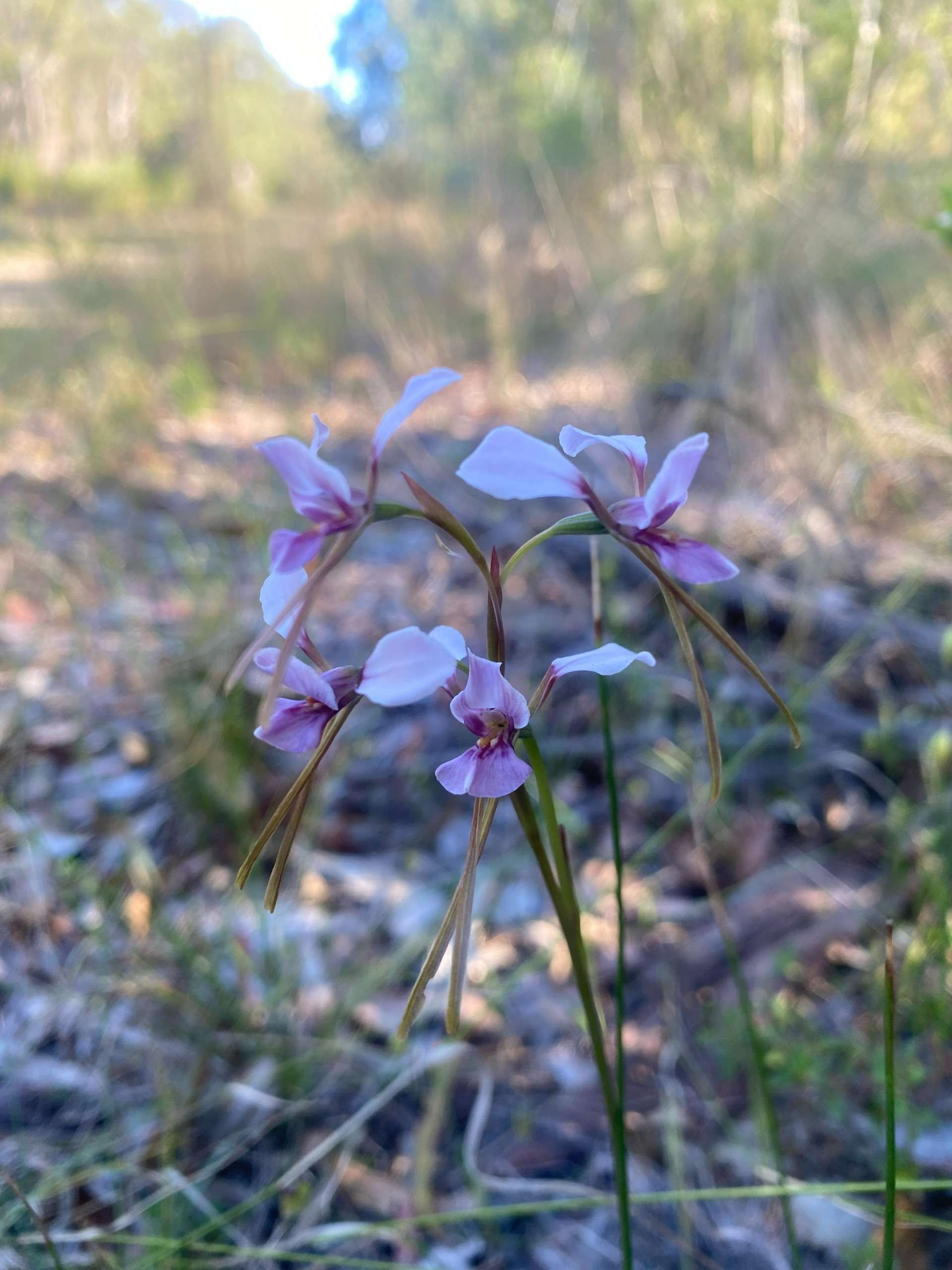 Endangered NSW orchid Diuris arenaria (Sand Doubletail) finds new home at the Hunter Region Botanic Gardens to support ongoing conservation efforts. news post thumbnail