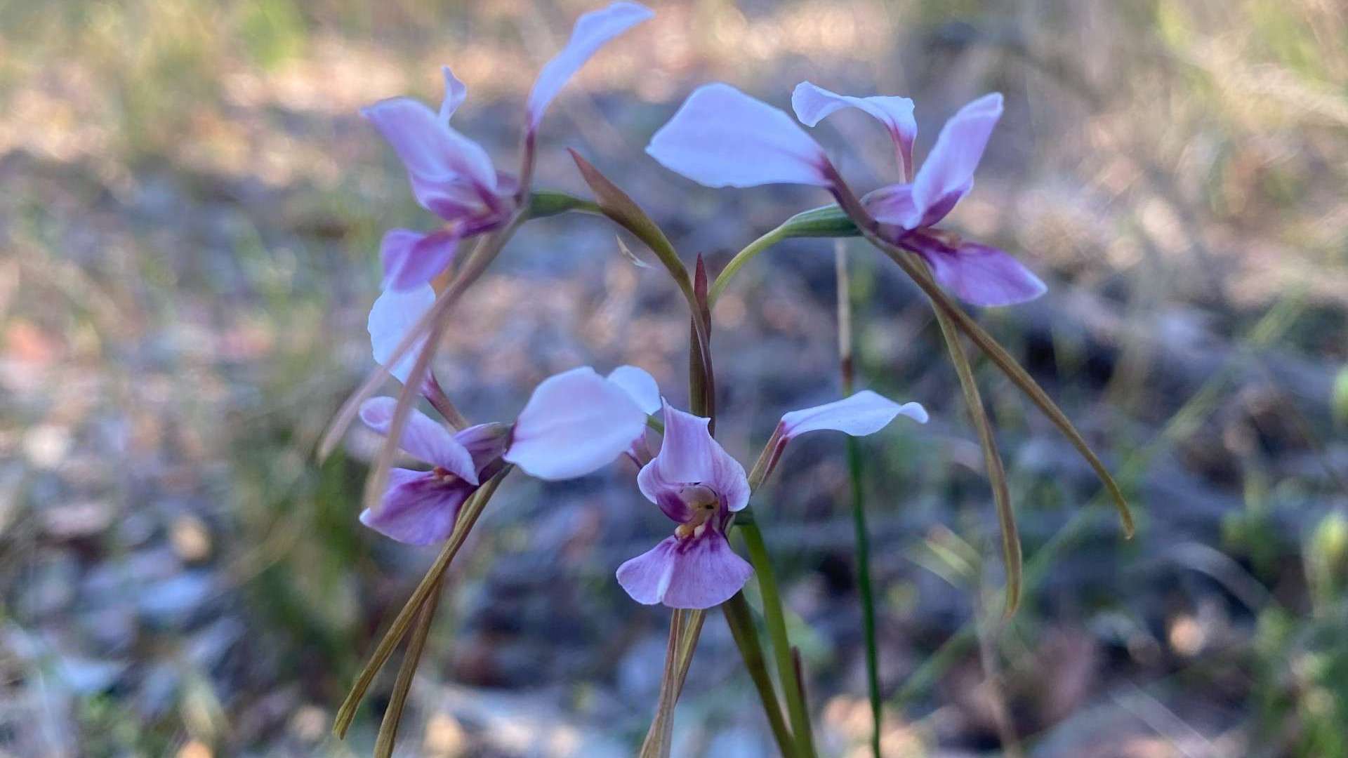 Endangered NSW orchid Diuris arenaria (Sand Doubletail) finds new home at the Hunter Region Botanic Gardens to support ongoing conservation efforts. news post thumbnail
