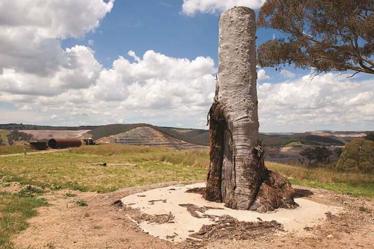 Aboriginal scarred tree identified at Cadia