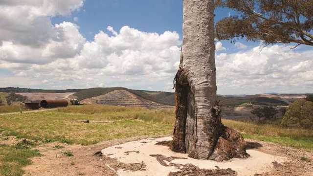Aboriginal scarred tree