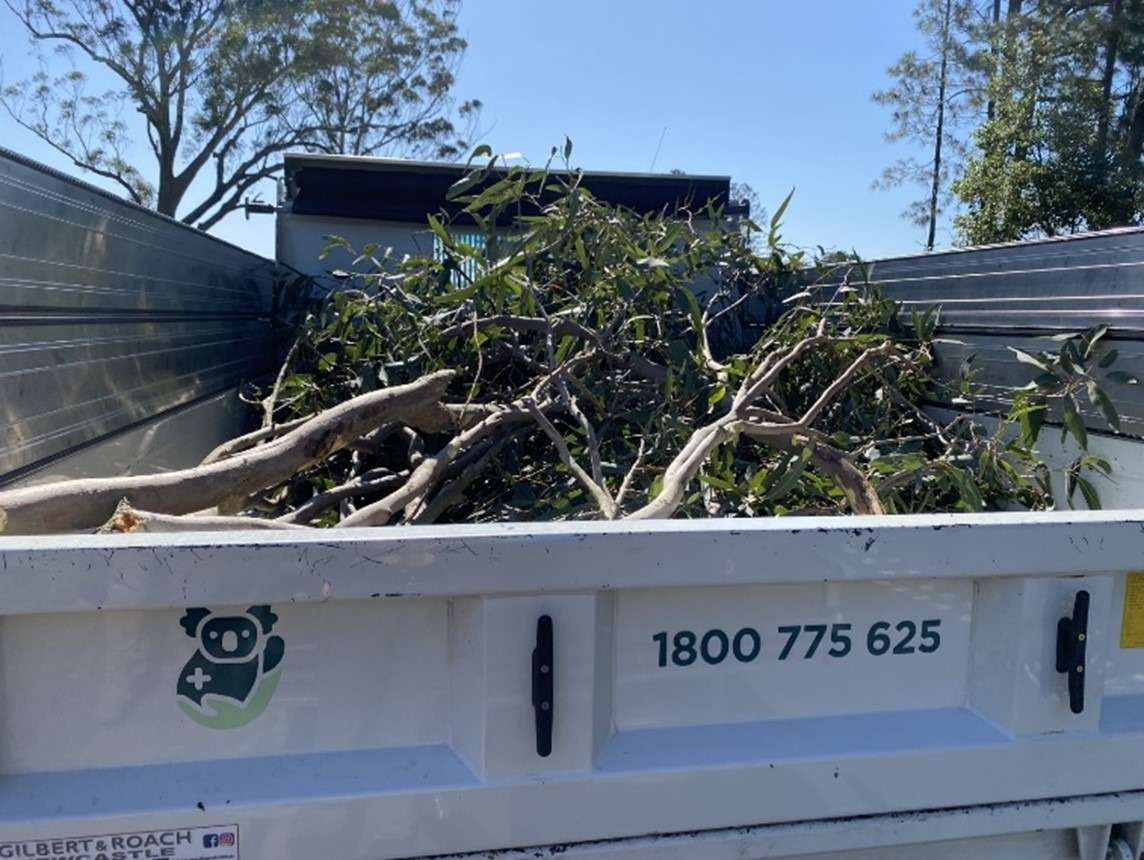 M1 extension project provides Red Gums and Swamp Mahogany to Port Stephens Koala Hospital news post thumbnail