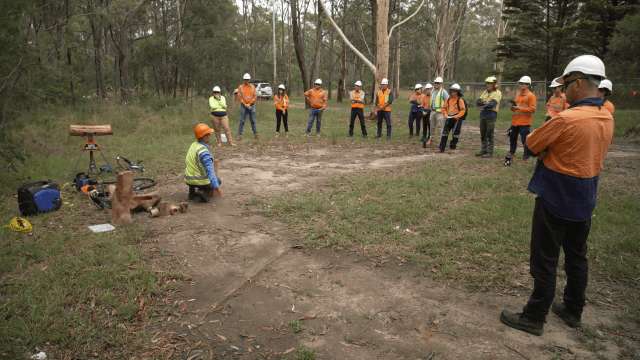 Hollowhog: carving a path to wildlife protection on the Princes Highway upgrade news post thumbnail