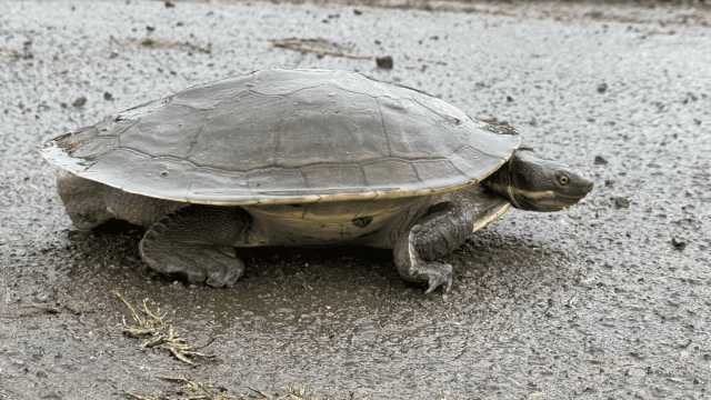 Innovating new ways to protect freshwater turtles