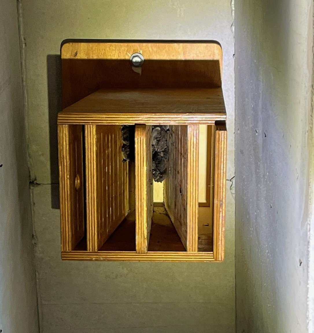 Bat Relocation Program news post thumbnail