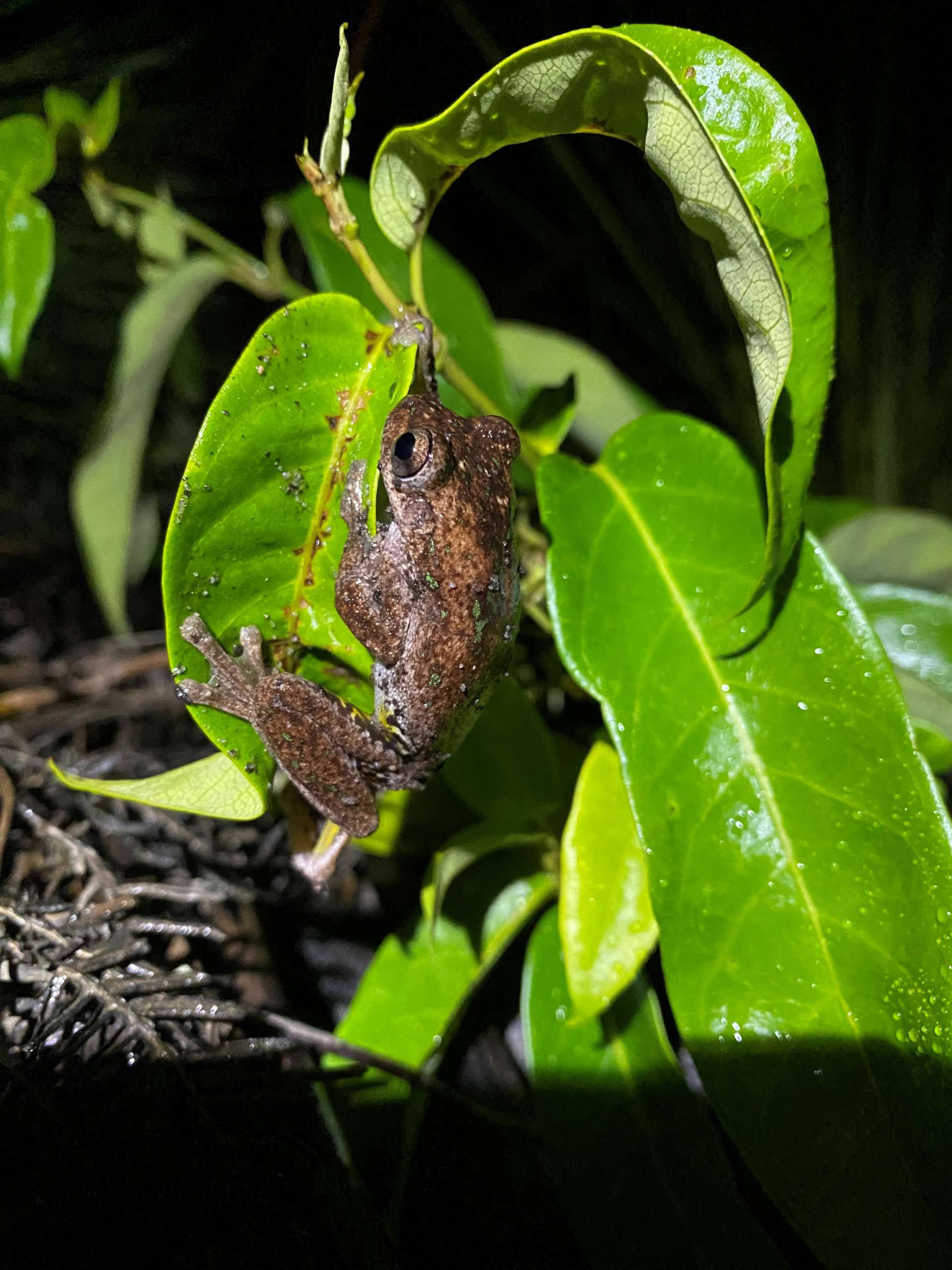 Caring for our wildlife on the M1 extension project news post thumbnail