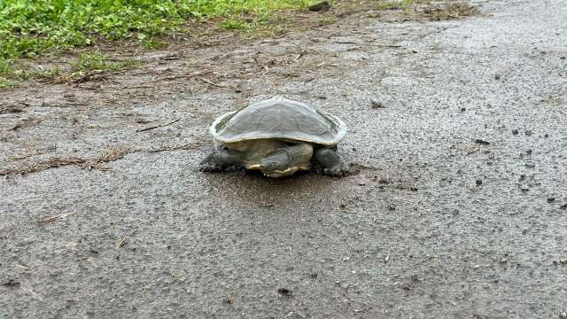 One Million Turtles news post thumbnail