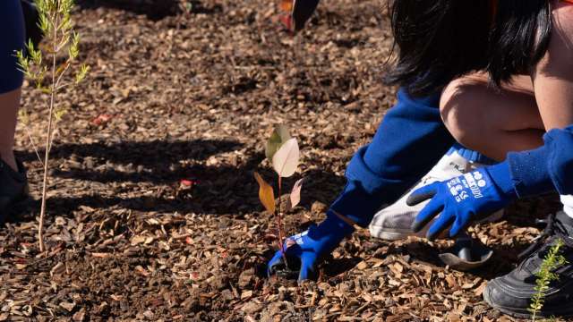 Planting the M12 Motorway's Green Legacy  news post thumbnail