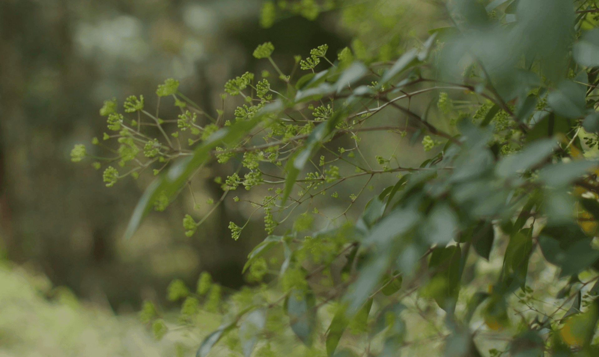 Reestablishing vegetation across our diverse landscapes