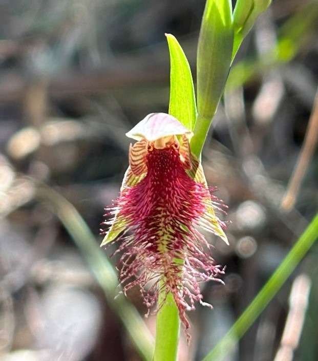 Conserving habitat for native species on the M1 extension to Raymond Terrace news post thumbnail