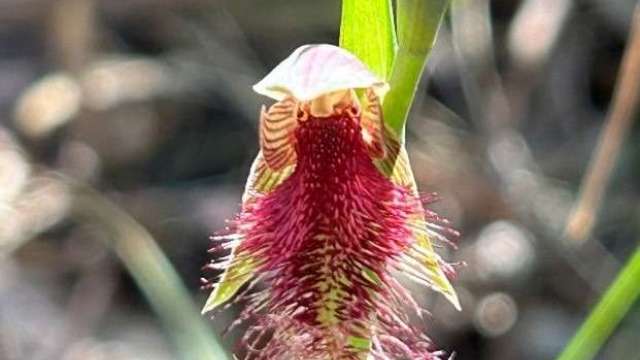 Conserving habitat for native species on the M1 extension to Raymond Terrace news post thumbnail