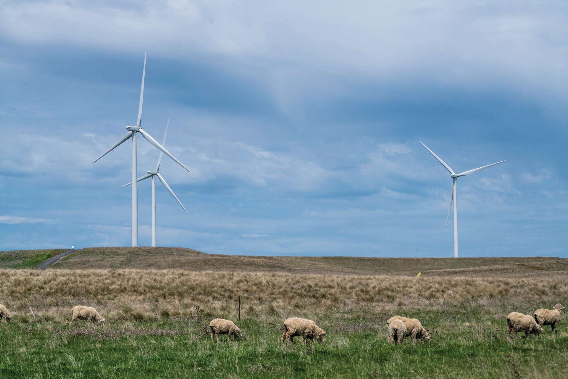 Photo of wind turbines in an urban farmland field.