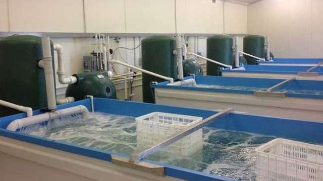 Introducing new, bespoke live crustacean facility news post thumbnail