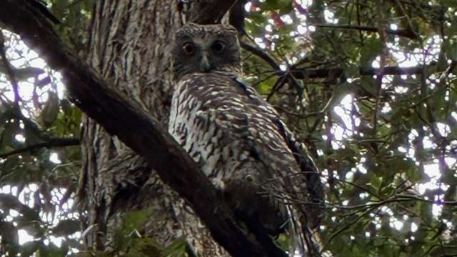 Wildlife habitat initiative in action! news post