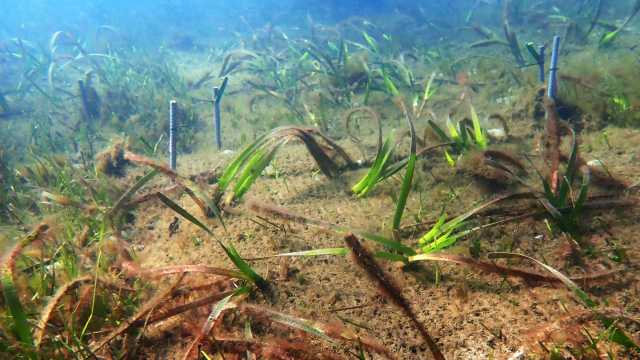 Photograph of seagrass